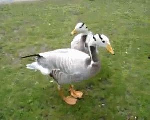 娱乐吃瓜鸭,吃瓜鸭带你探秘明星幕后故事