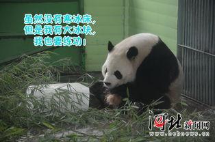 娱乐吃瓜大熊猫视频,一场娱乐吃瓜盛宴